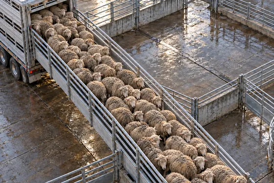 Sheep coming off a truck and down a ramp as ProMeadow keeps them, each one distinct