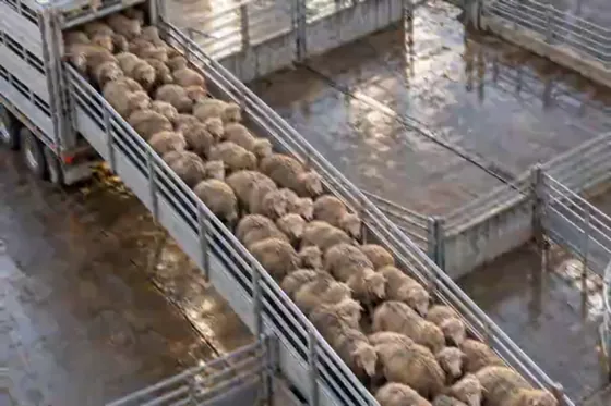The same sheep from a typical camera stream: smeared together, too blurred to count