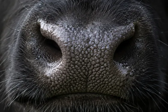A steer's muzzle as ProMeadow keeps it, every bead of its print sharp