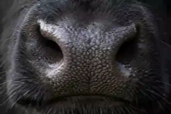 The same muzzle from a typical camera stream: blurred, blocky, and its print gone
