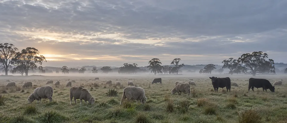 Merino sheep and Angus cattle grazing a misty paddock at first light